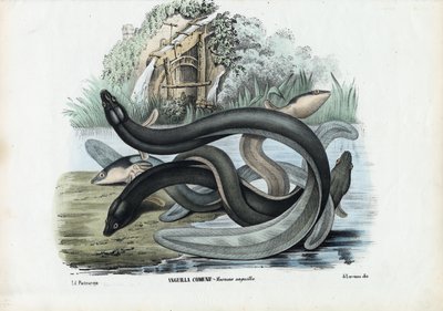 Eel, 1863-79 by Raimundo Petraroja